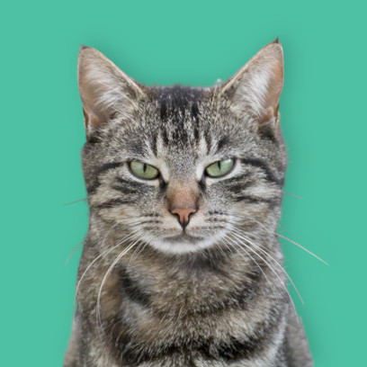 chat-exclusion
