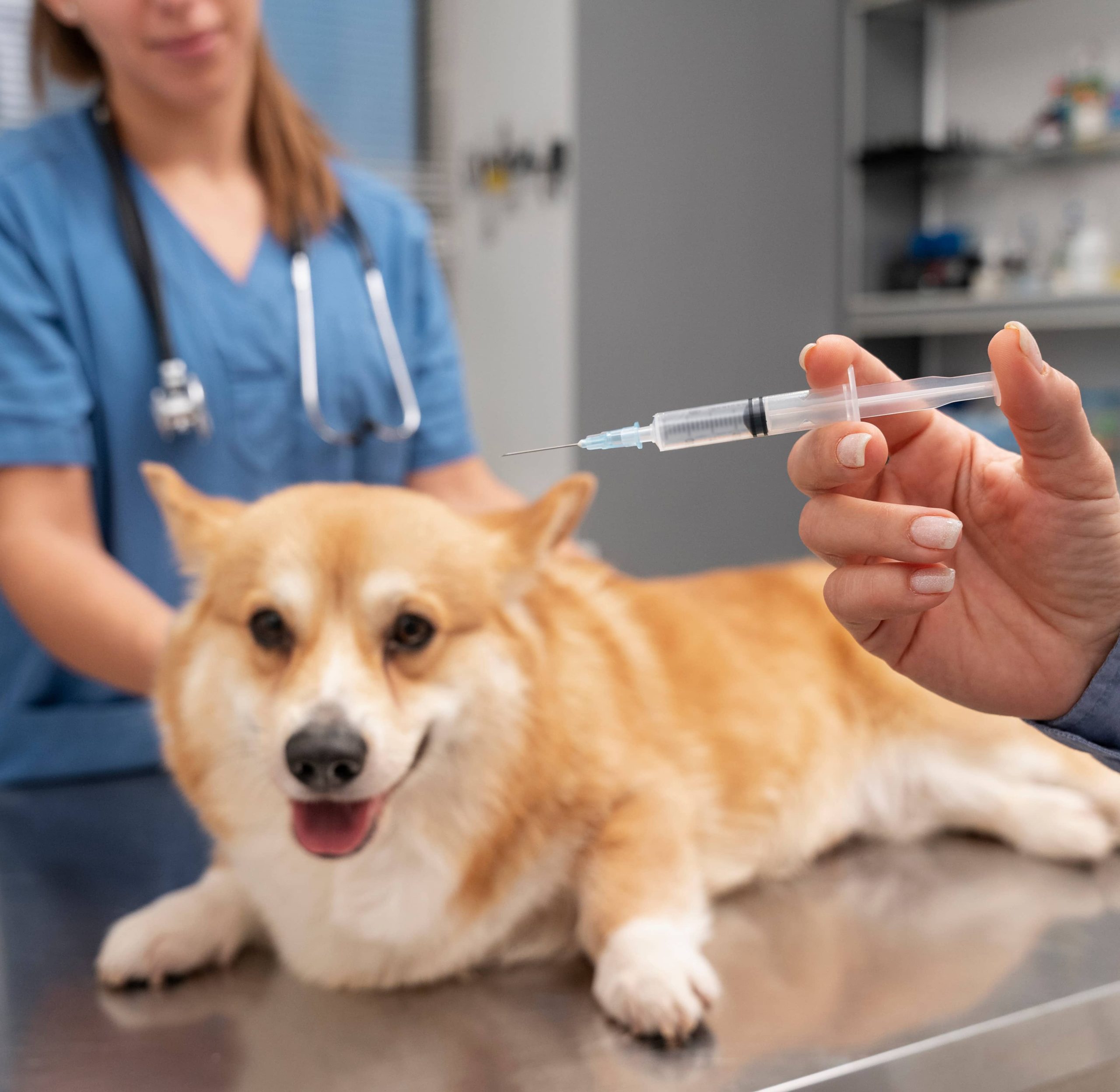 prévention chien