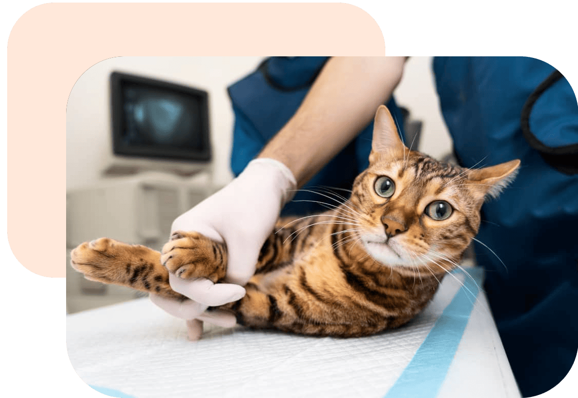 remboursement-soins-chat