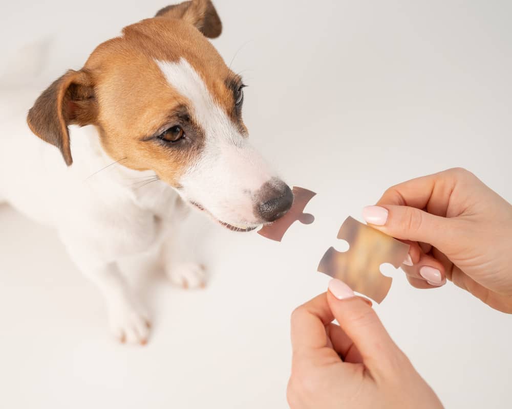 prévention chien